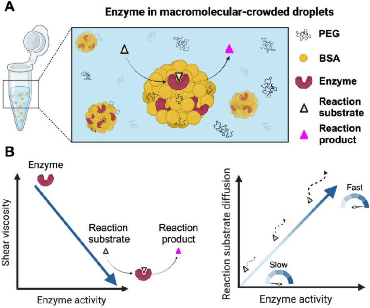 Enzyme Activity Regulates Substrate Diffusion