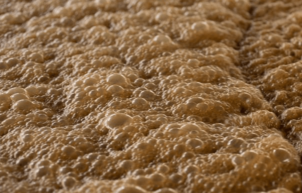 Fermented Molasses Broth