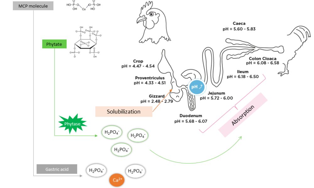 Phosphorus and calcium, two essential macro-minerals in poultry