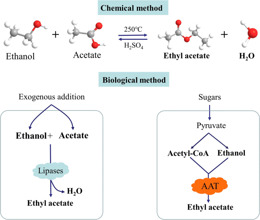 Production of ethyl-acetate by chemical method and biological method