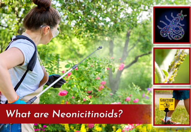 What Are Neonicotinoids
