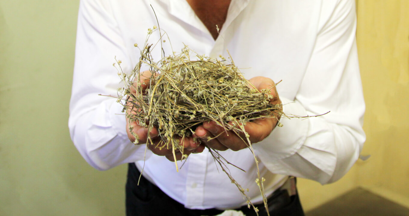 absinthe production process