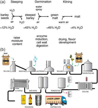 malt steeping process