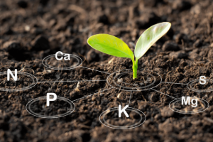 soil nutrient management